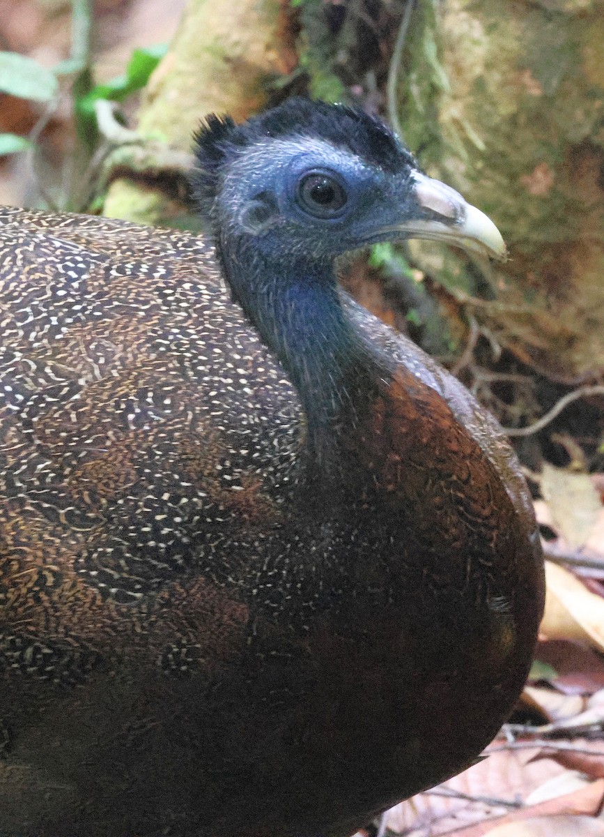 セイラン - ML646544613