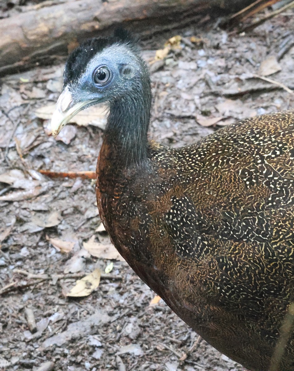 セイラン - ML646544614