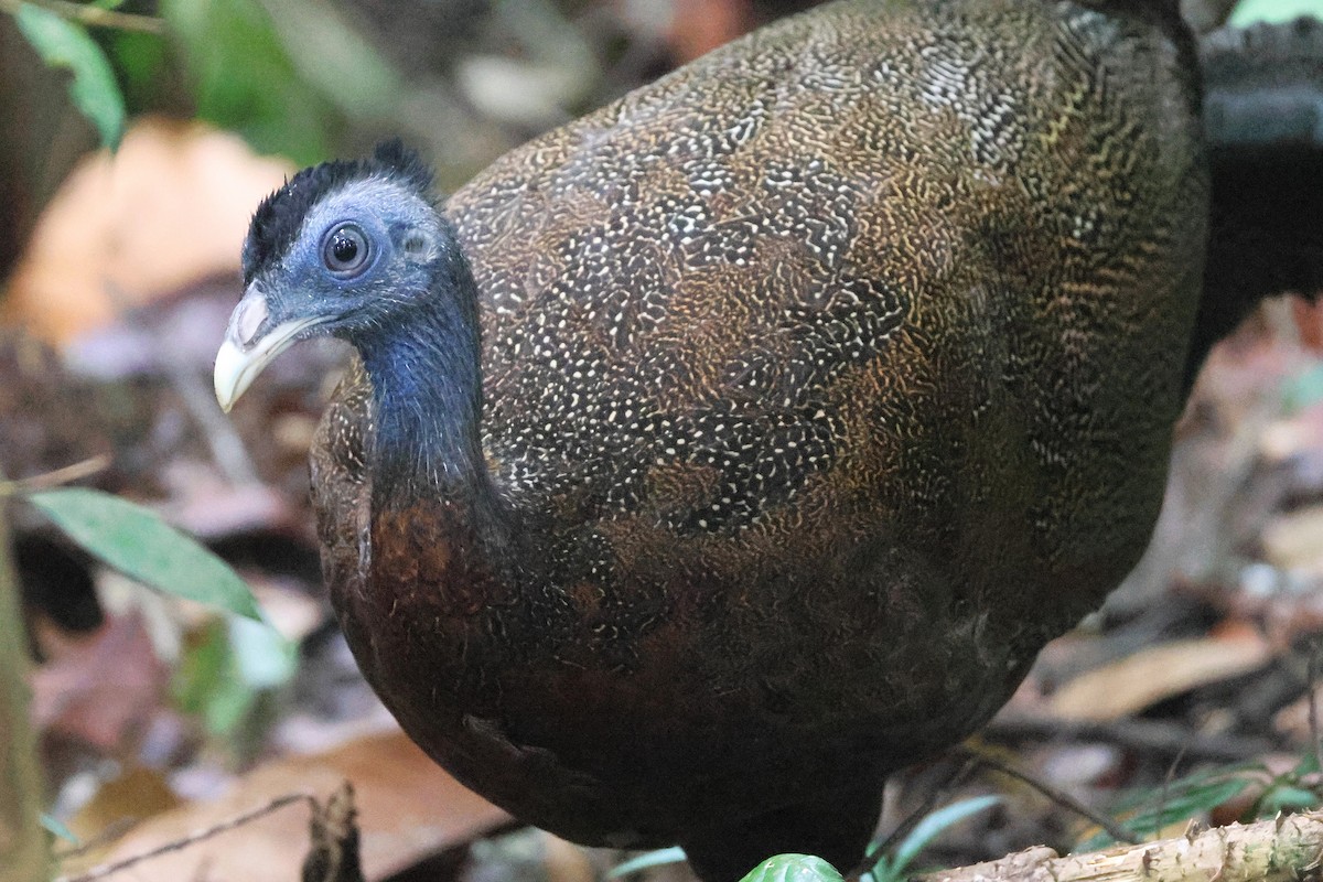 セイラン - ML646544615