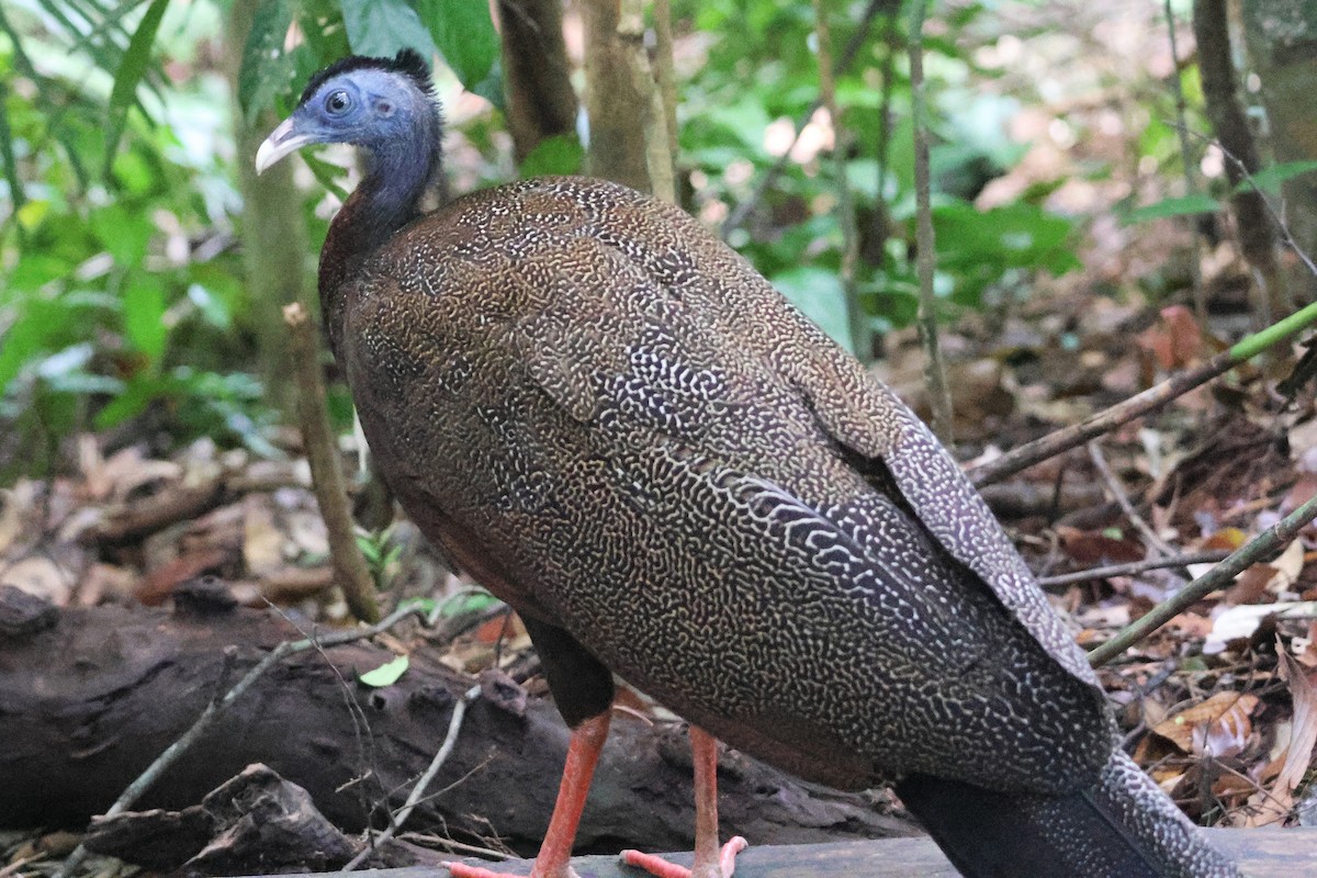 セイラン - ML646544616