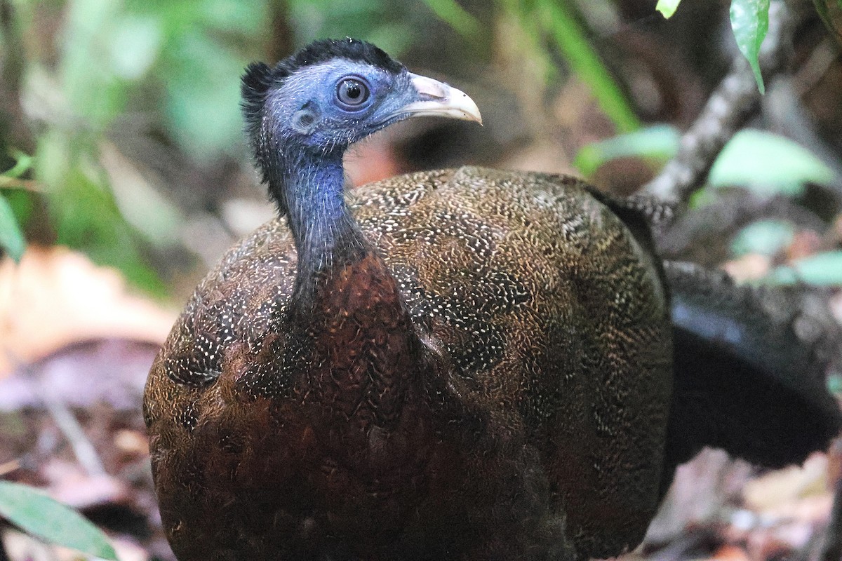 セイラン - ML646544617