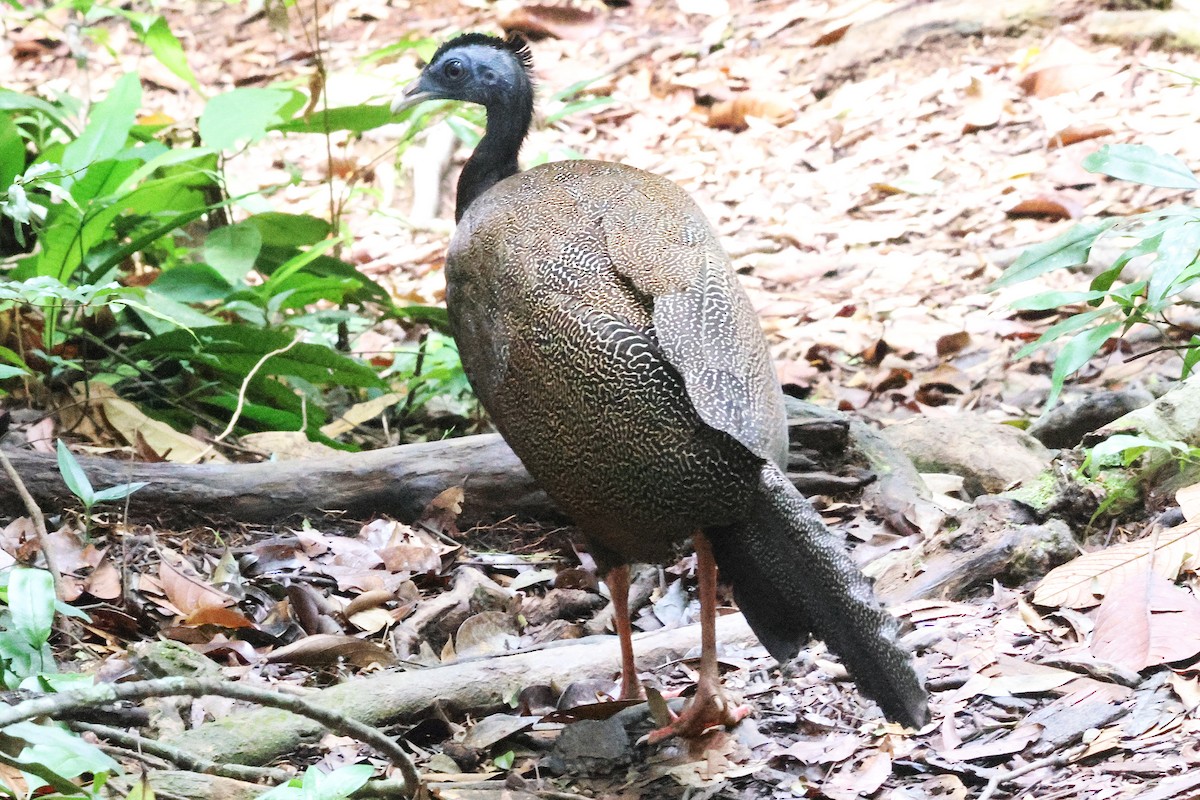 セイラン - ML646544618