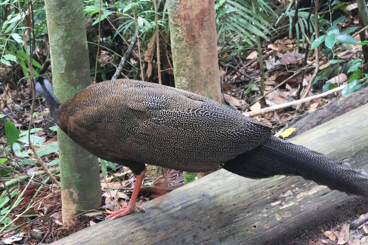 セイラン - ML646544619