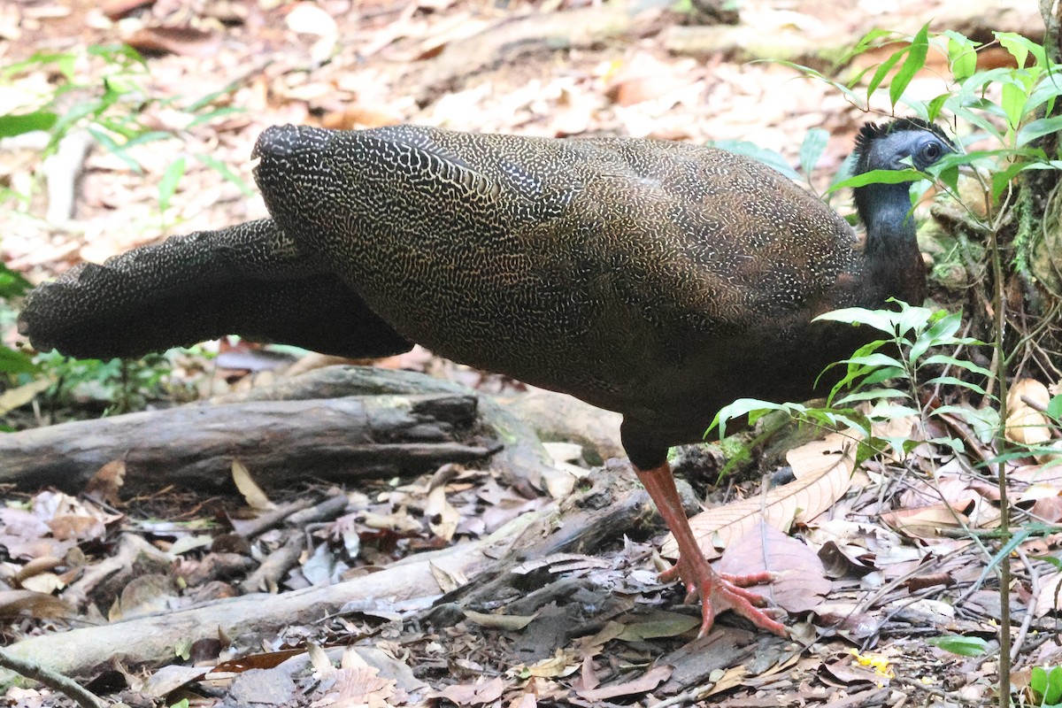 セイラン - ML646544620