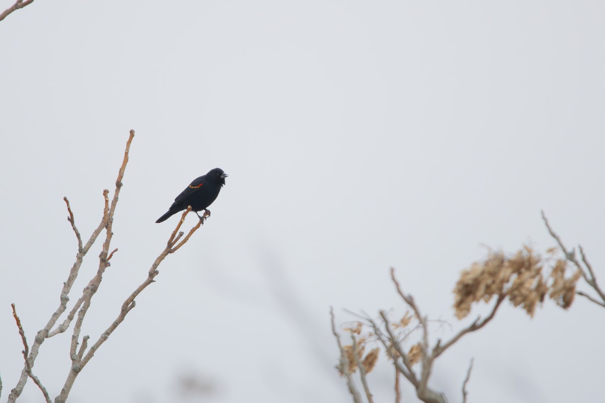 Red-winged Blackbird - ML646544621