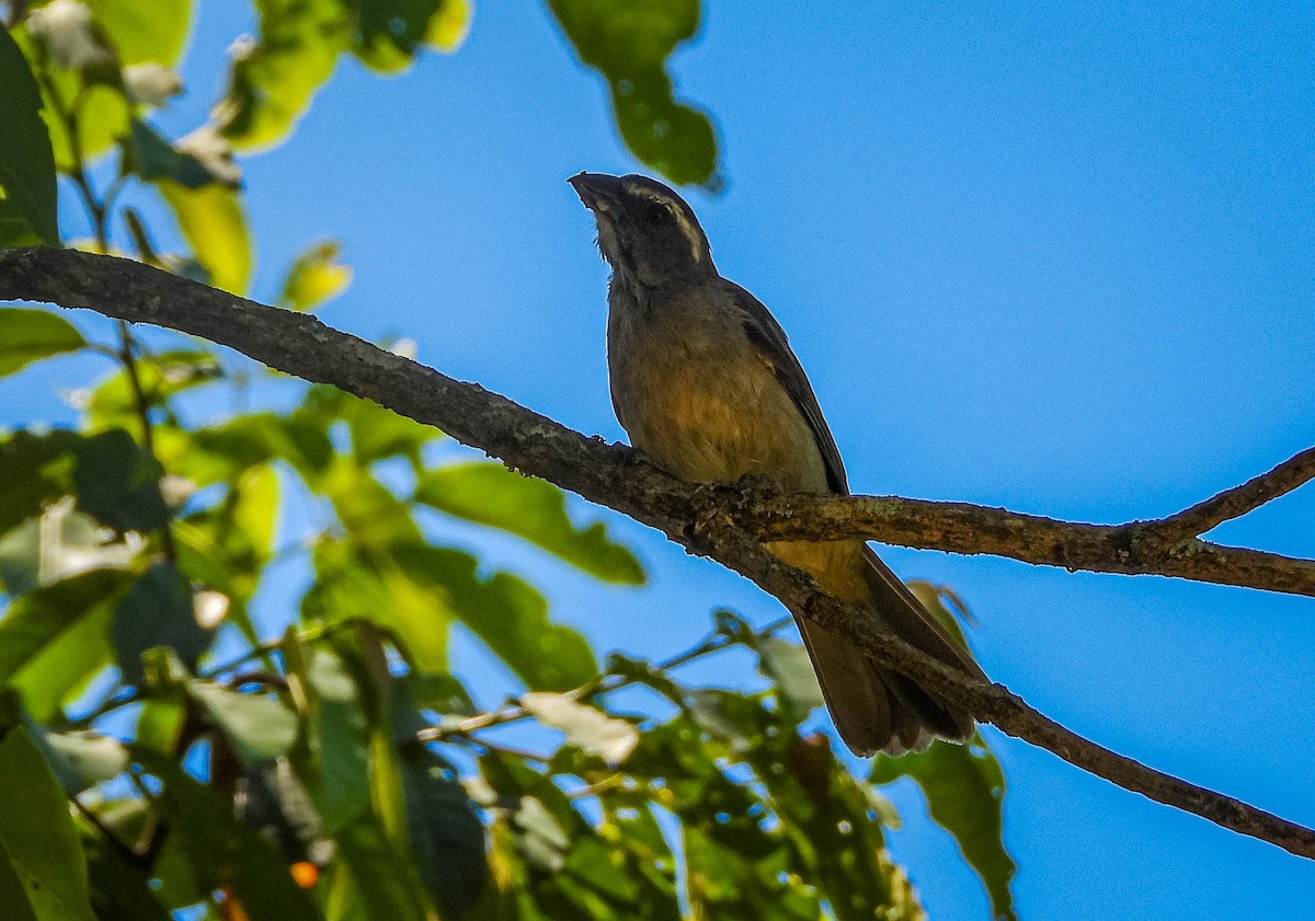 Green-winged Saltator - ML646544622