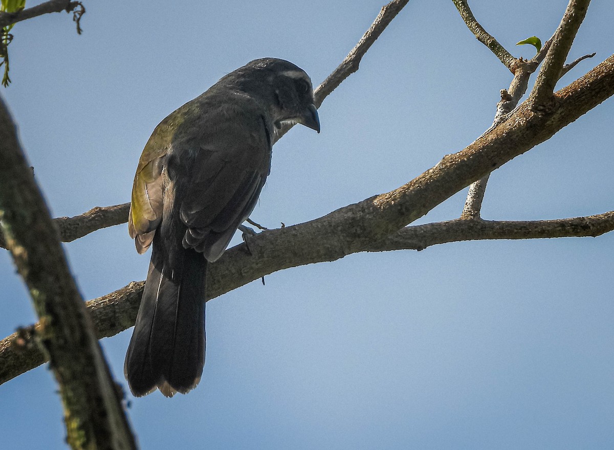 Green-winged Saltator - ML646544623