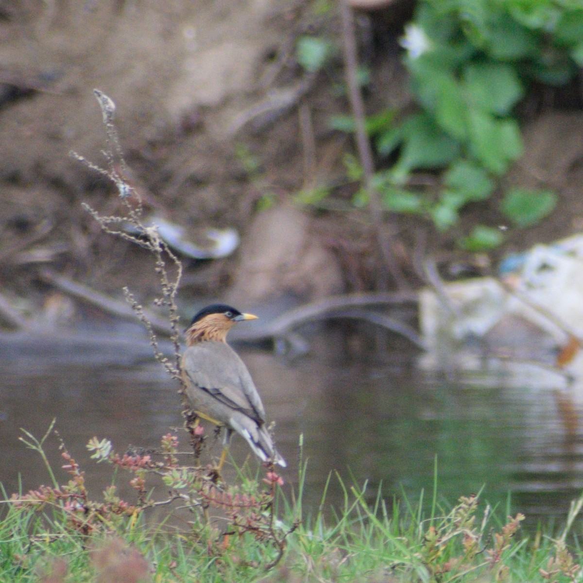 Brahman Sığırcığı - ML646544624