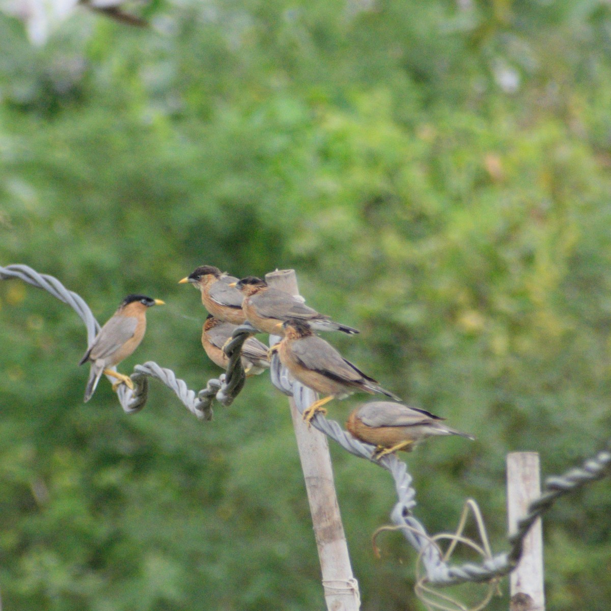 Brahman Sığırcığı - ML646544625