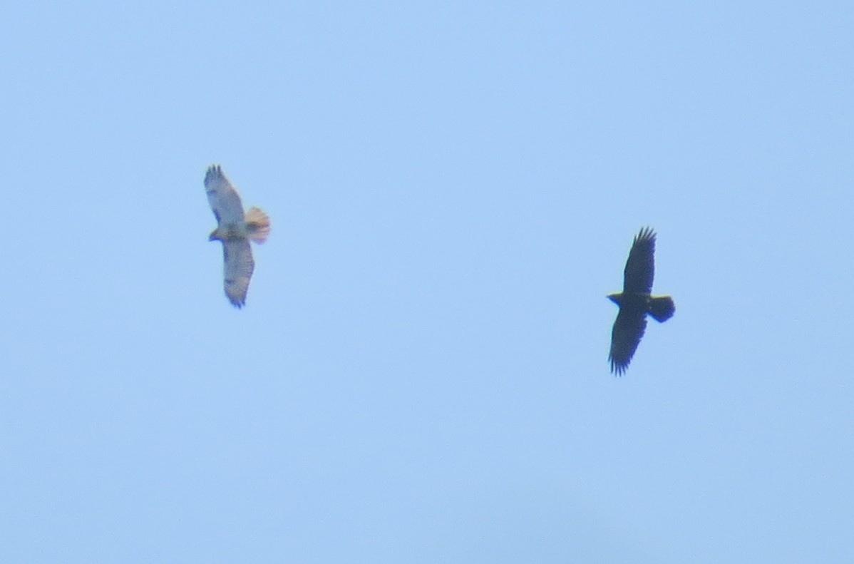 Common Raven - ML646544628