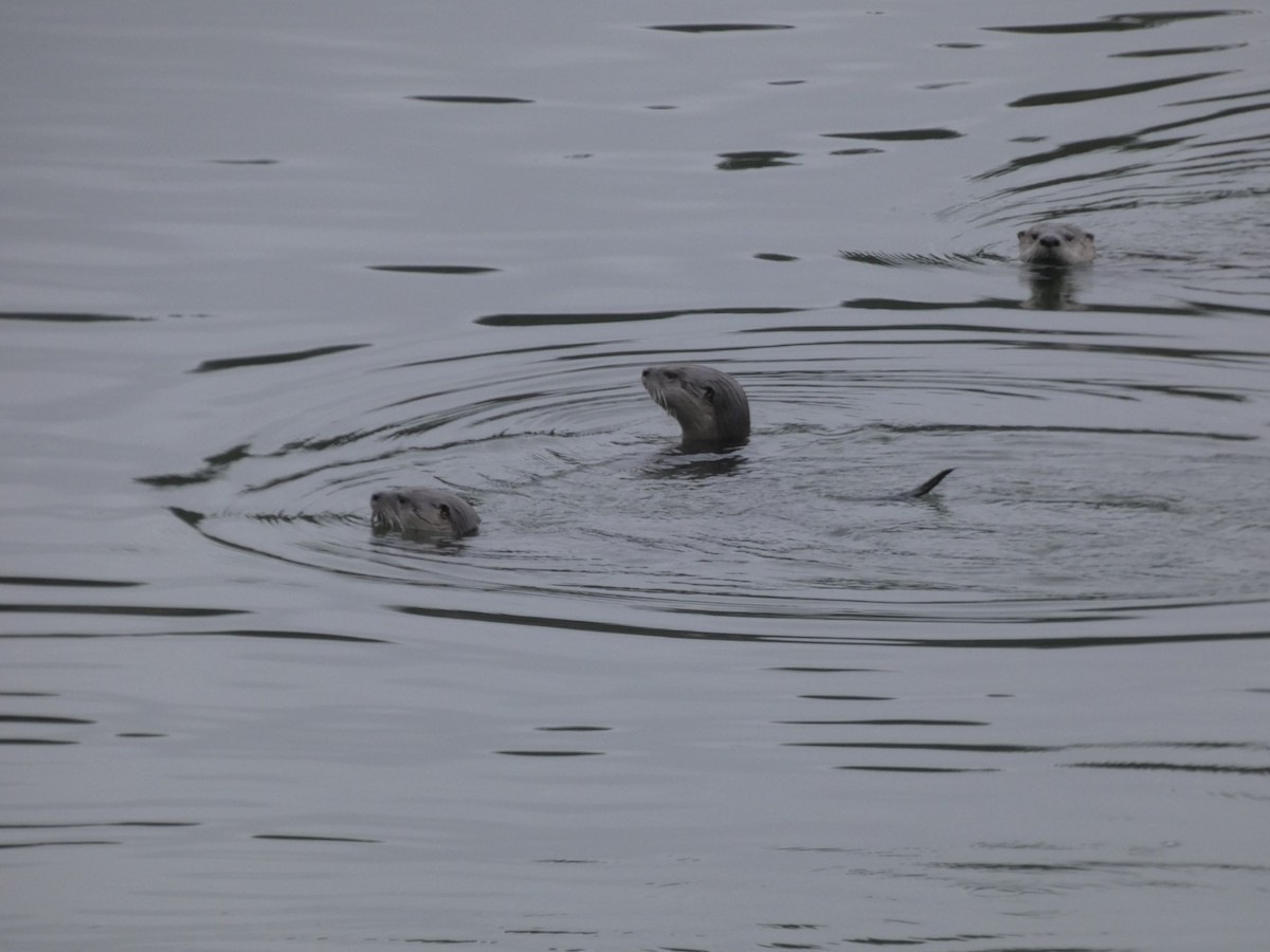 North American River Otter - ML646544629