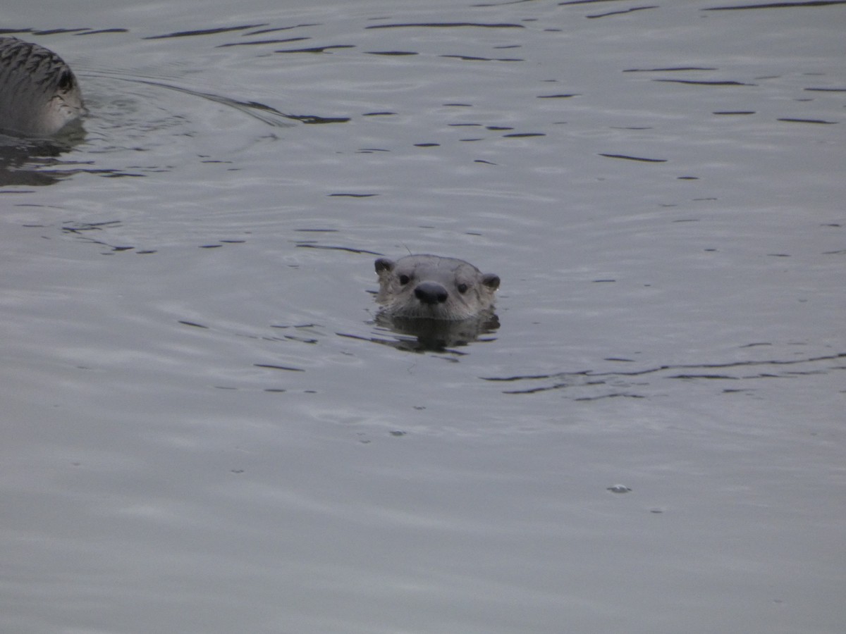 North American River Otter - ML646544630