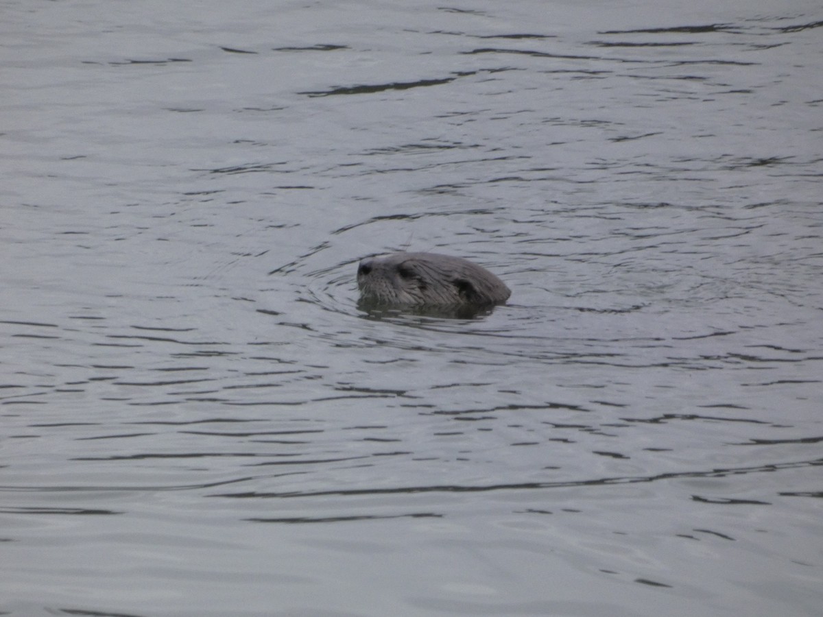 North American River Otter - ML646544631