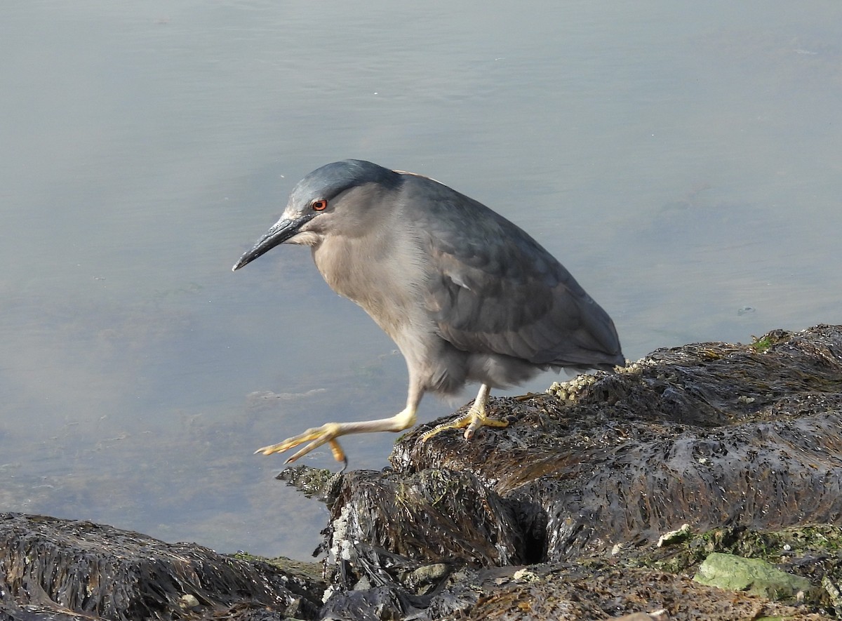 Black-crowned Night Heron - ML646544636