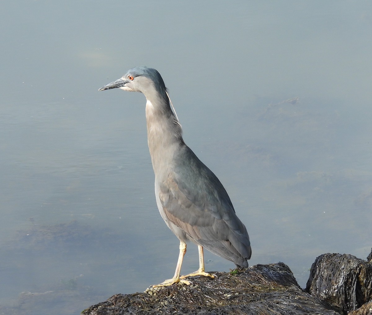 Black-crowned Night Heron - ML646544637
