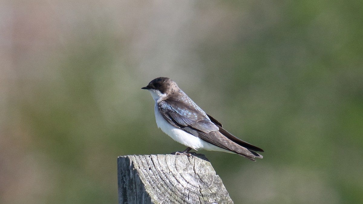 Tree Swallow - ML646544640