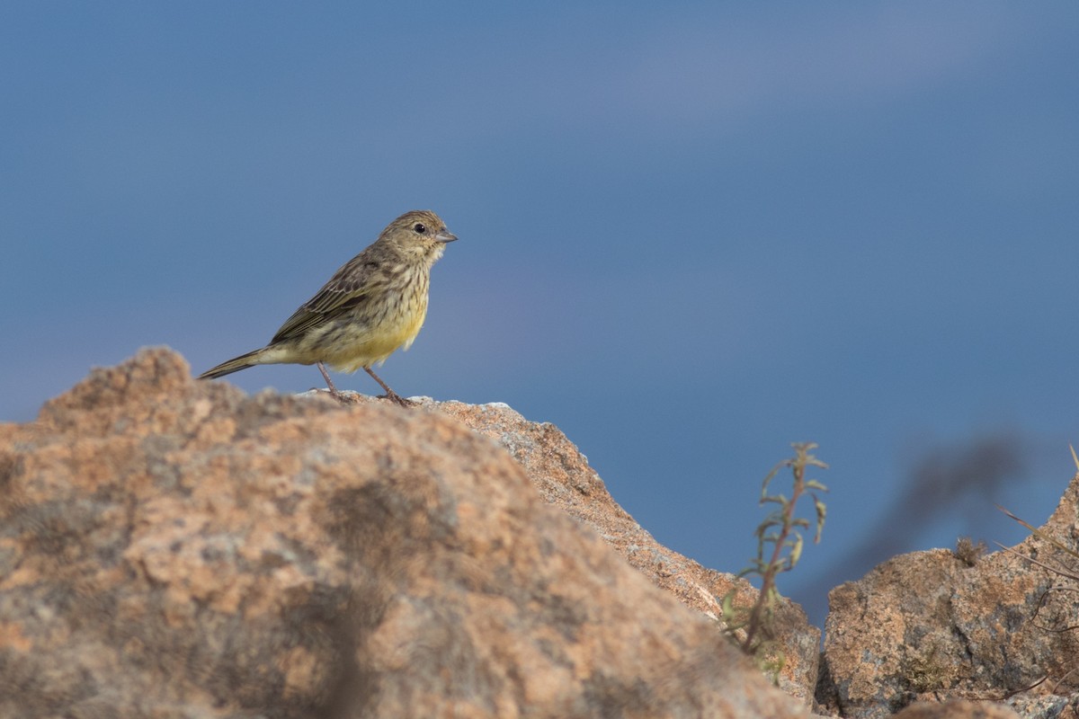 Stripe-tailed Yellow-Finch - ML646544643