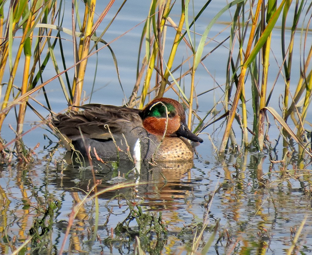 Green-winged Teal - ML646544644