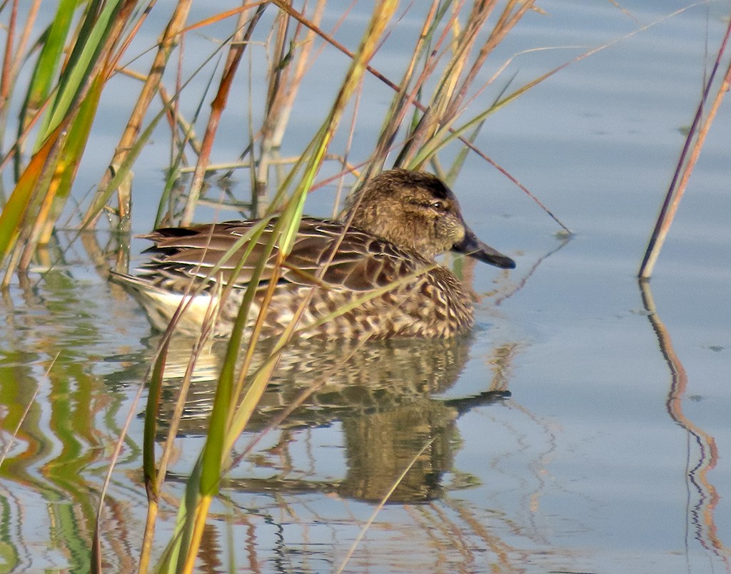 Green-winged Teal - ML646544645