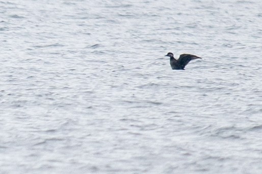 Black Scoter - ML646544646