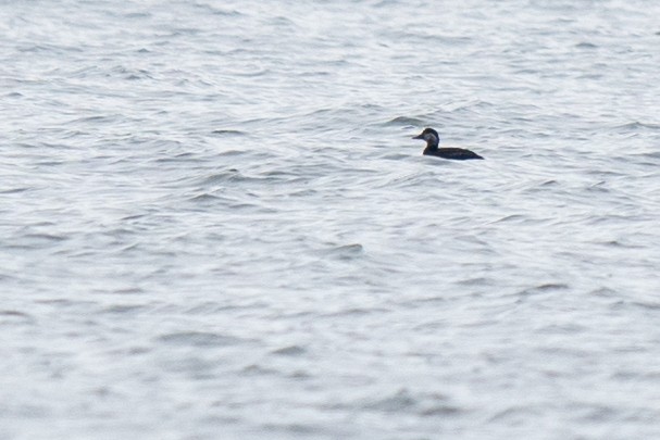 Black Scoter - ML646544647