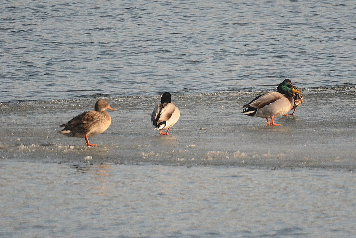 Stockente - ML646544649