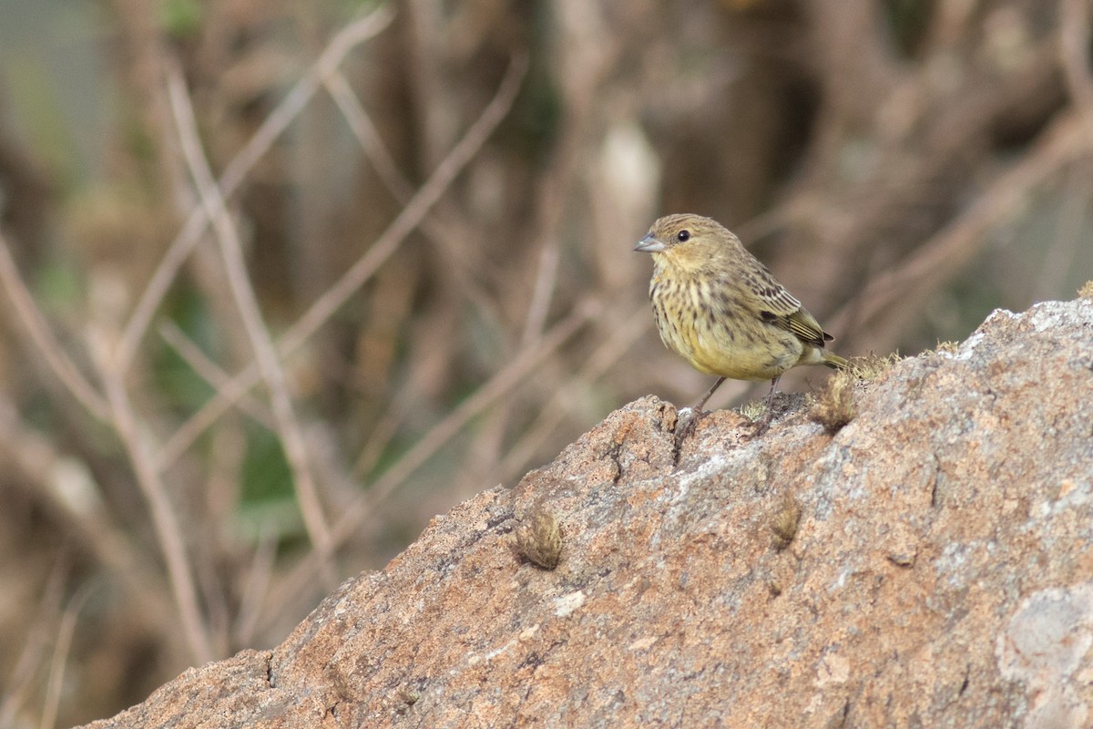 Stripe-tailed Yellow-Finch - ML646544654