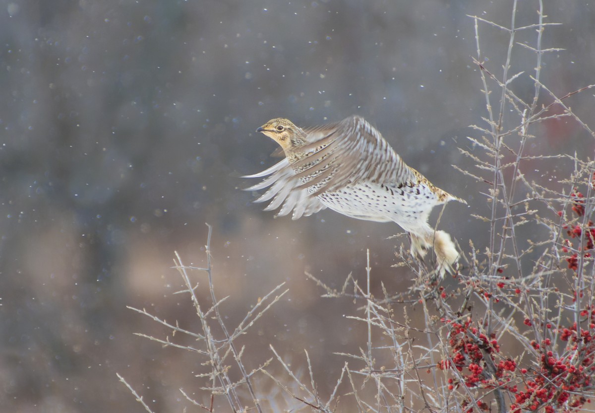 tetřívek ostroocasý - ML646544656