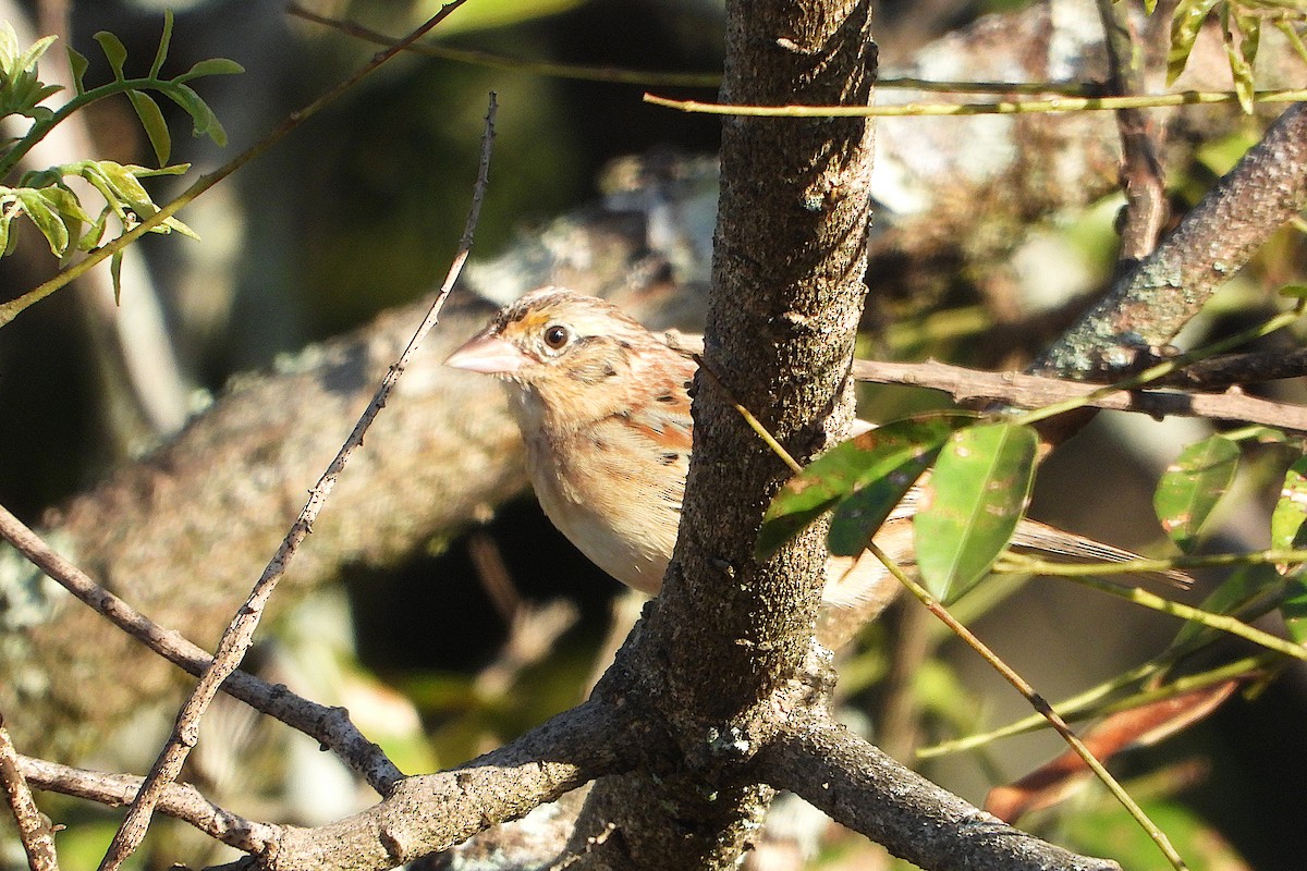 Grasshopper Sparrow - ML646544657