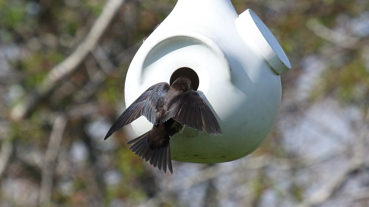 Hirondelle noire - ML646544658