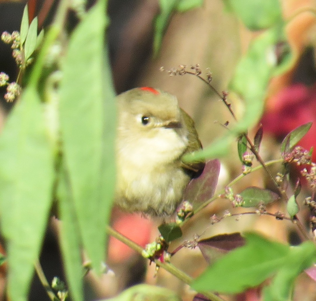 Ruby-crowned Kinglet - ML646544659