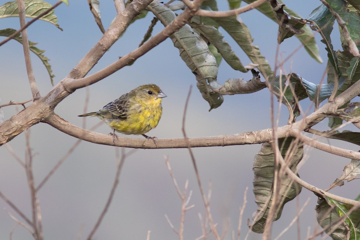 Stripe-tailed Yellow-Finch - ML646544661
