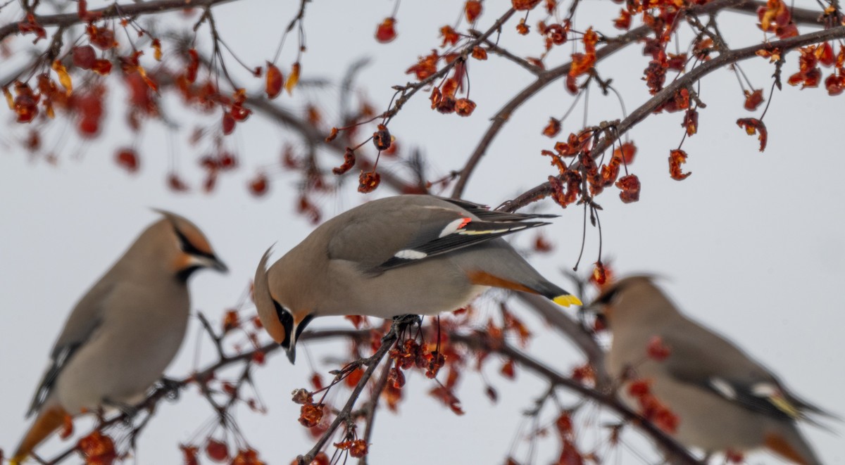 Bohemian Waxwing - ML646544663