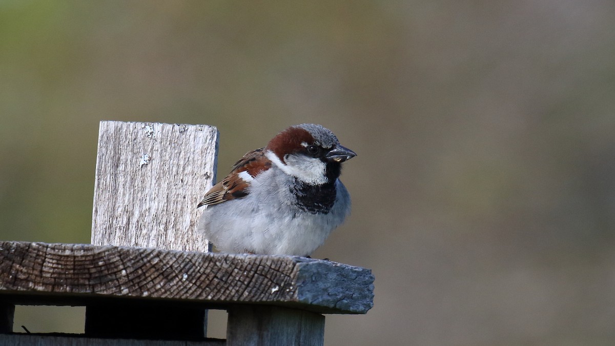 House Sparrow - ML646544665