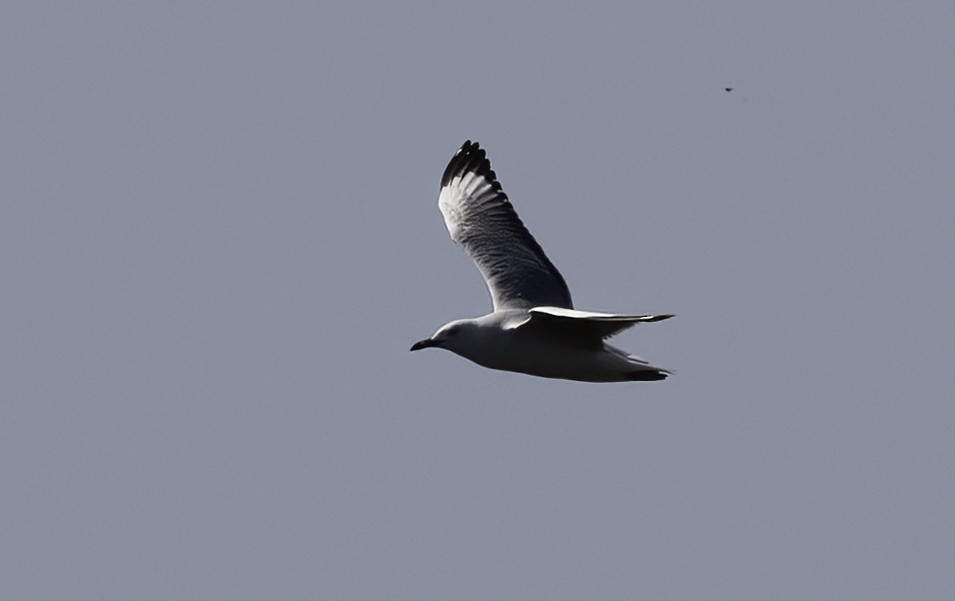 Hartlaub's Gull - ML646544666