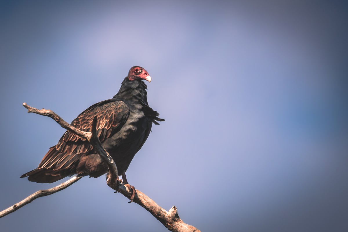 Turkey Vulture - ML646544667