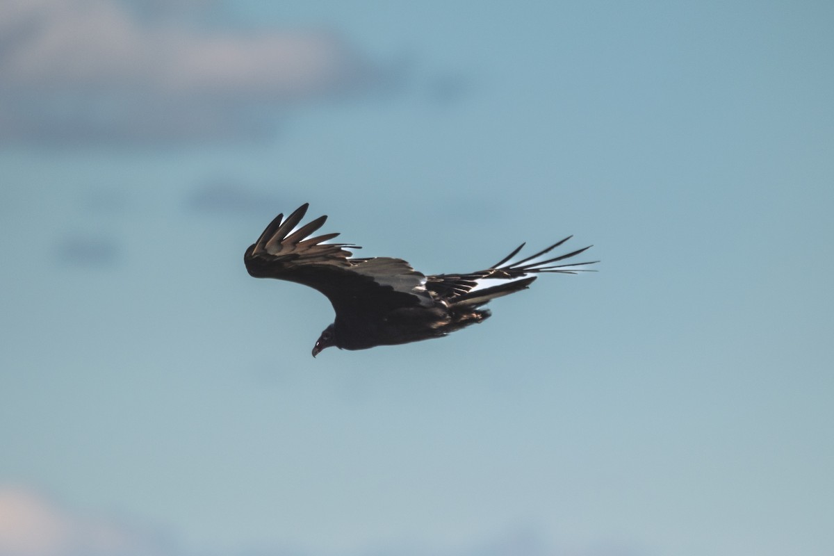Turkey Vulture - ML646544668