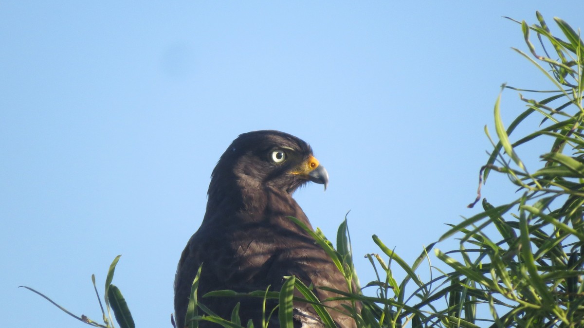 Roadside Hawk - ML646544669