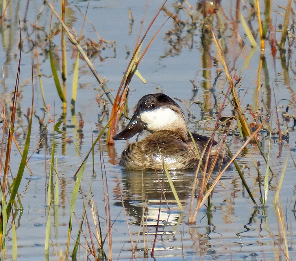 Ruddy Duck - ML646544670
