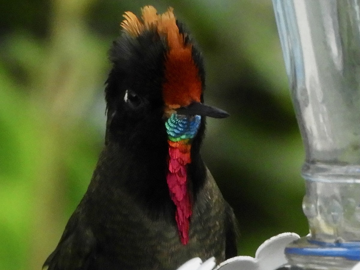 Rainbow-bearded Thornbill - ML646544673