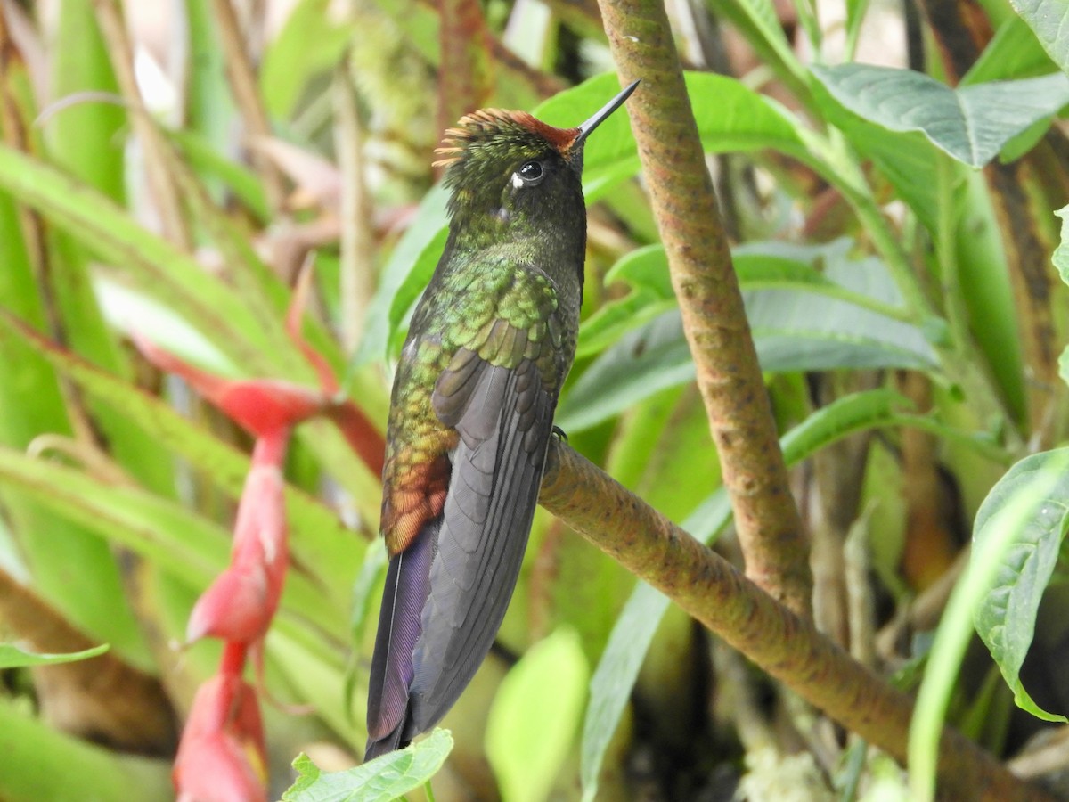 Rainbow-bearded Thornbill - ML646544674