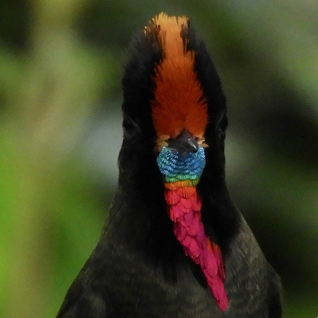 Rainbow-bearded Thornbill - ML646544675