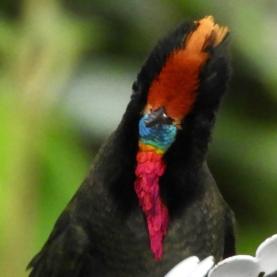 Rainbow-bearded Thornbill - ML646544676