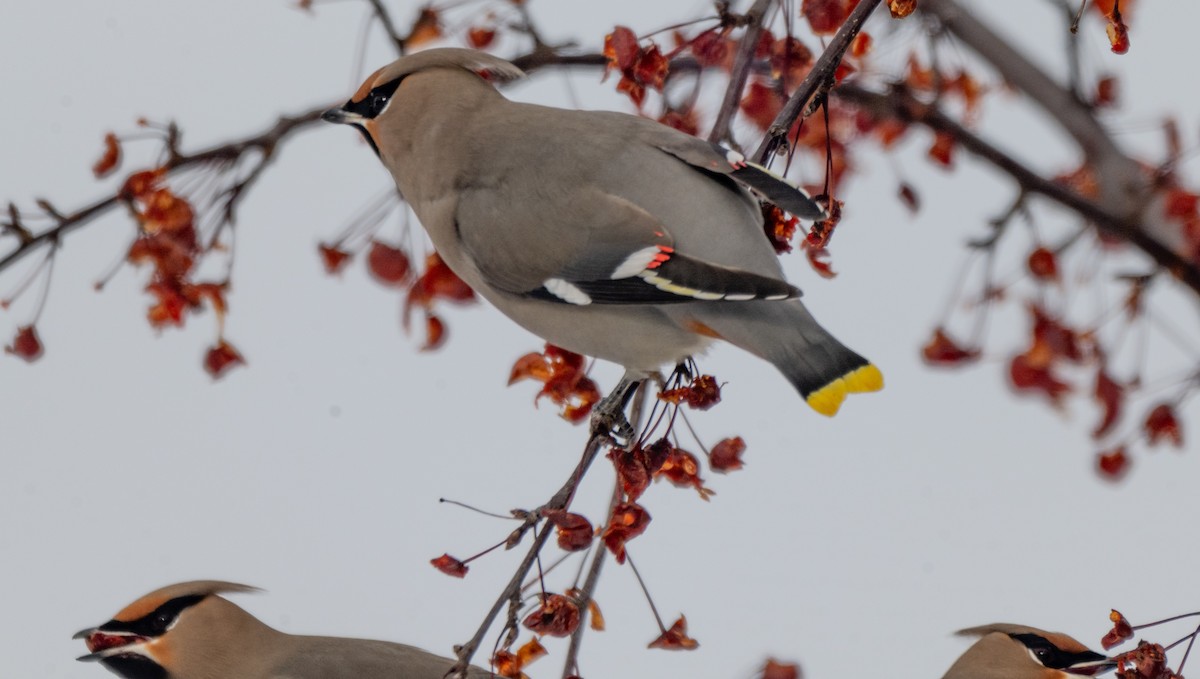 İpekkuyruk - ML646544678