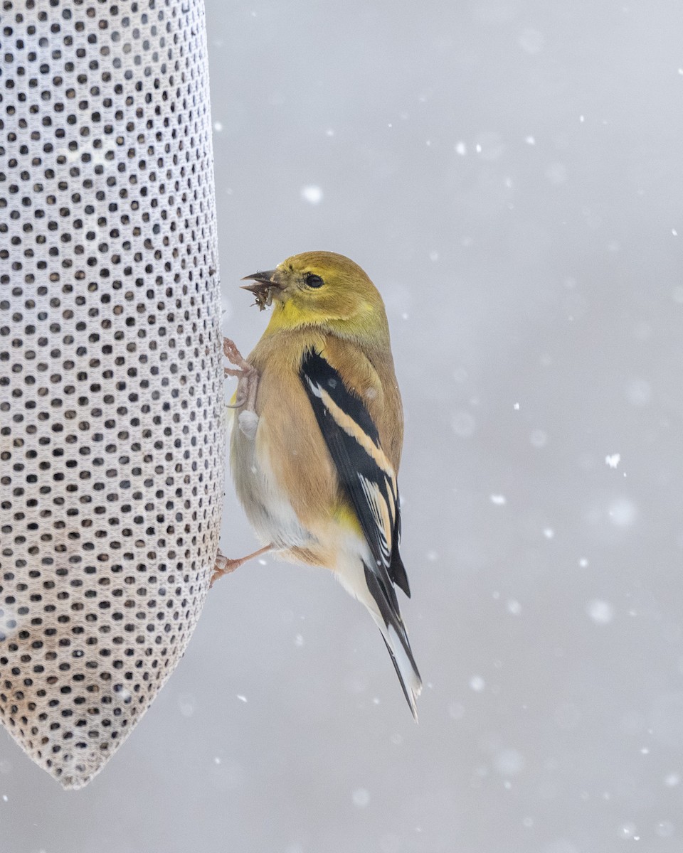 gulstillits - ML646544679