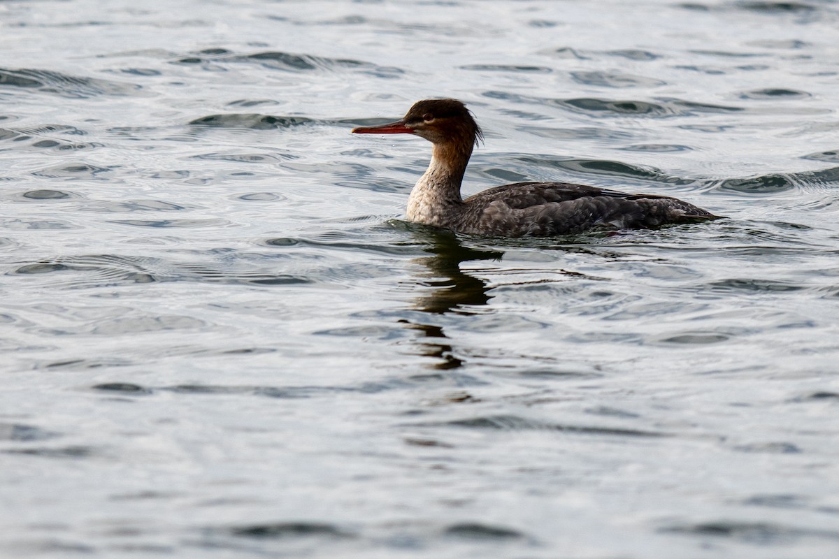 Red-breasted Merganser - ML646544680