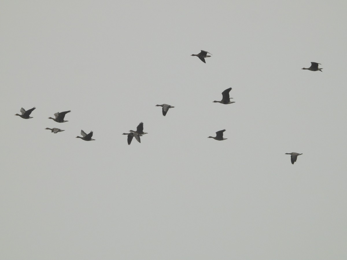 tundragås - ML646544682