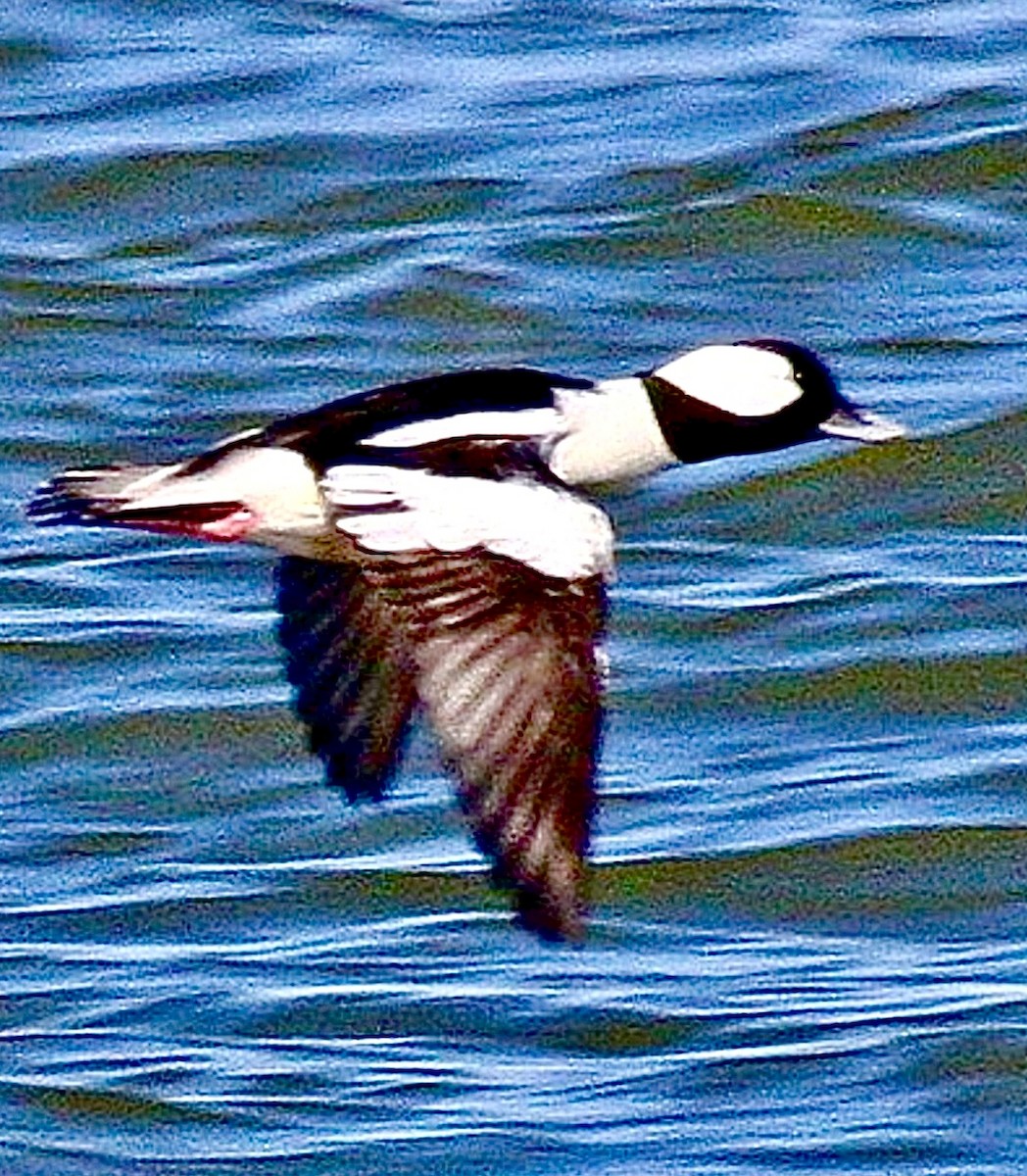 Ak Yanaklı Ördek - ML646544683