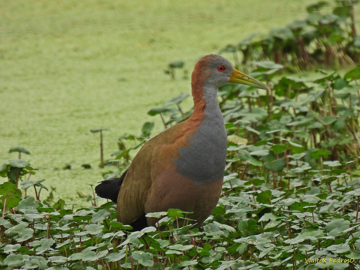 kjemperikse - ML646544686