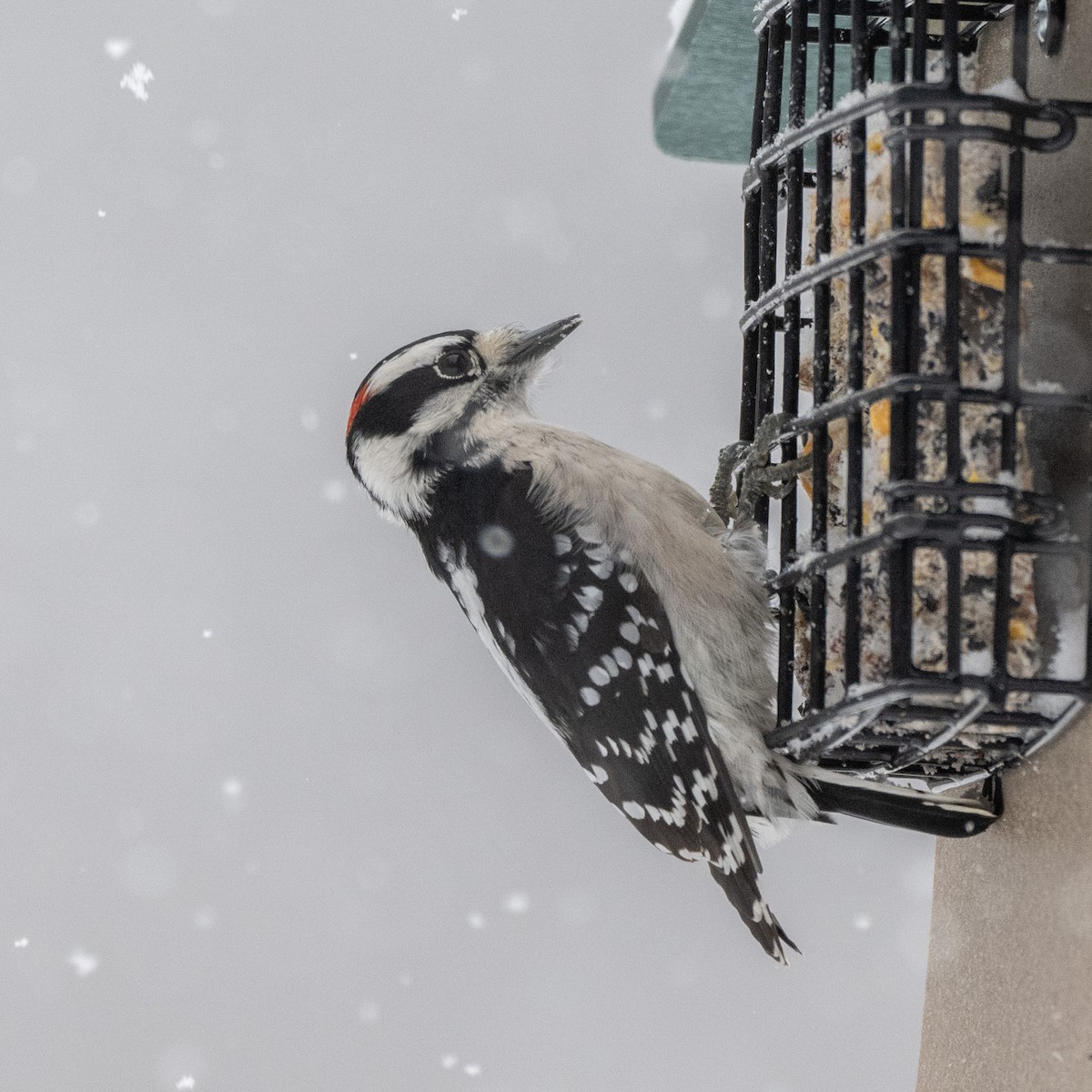 dunspett - ML646544691